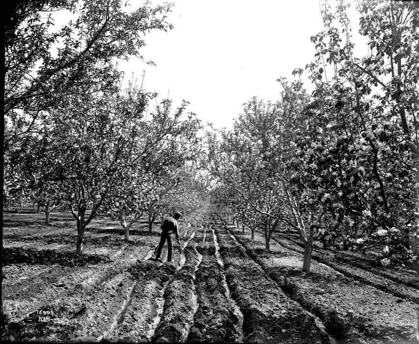 Former orchard soil creating historic orchard dust in Yakima